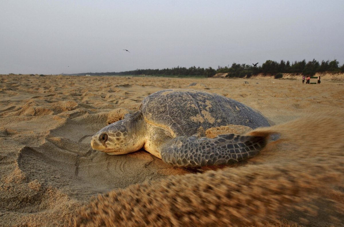 The horrible discoveries on the shores of India and what this may mean